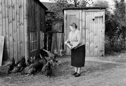 Hühner füttern im Vogtland, wohl um 1950